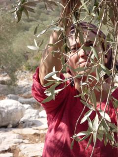 shira