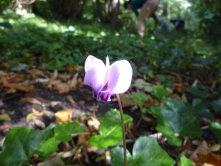 petal