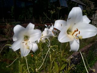 flowers